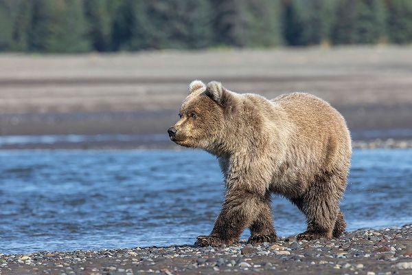 Jones, Adam 아티스트의 Grizzly bear cub-Lake Clark National Park and Preserve-Alaska-Silver Salmon Creek작품입니다.